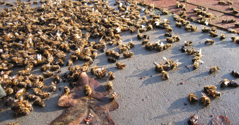 Alarm As 44% Of Bee Colonies Reported DEAD In ONE Year