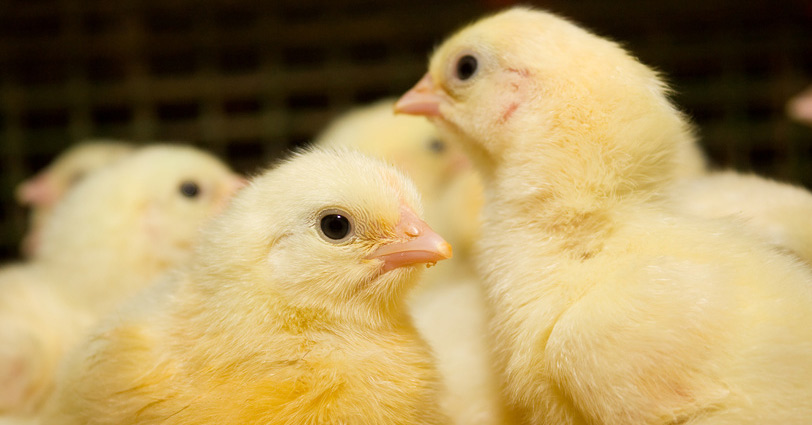This Chicken Farmer Used Oregano Instead Of Antibiotics