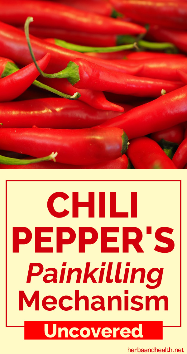 Chili Pepper's Painkilling Mechanism Uncovered