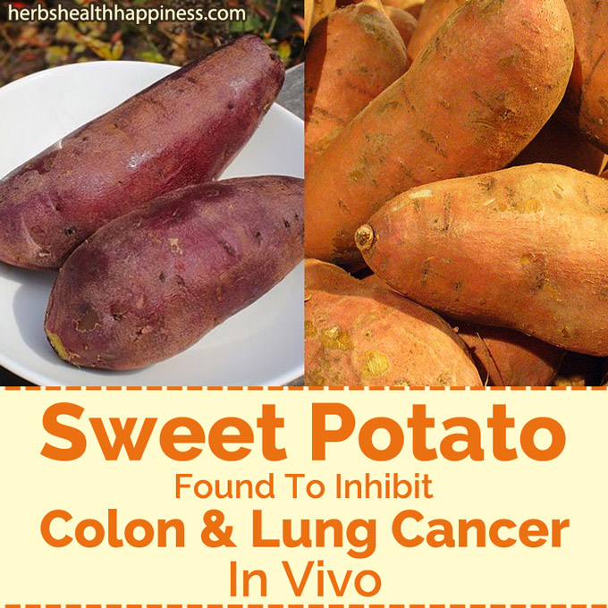 Sweet Potato Found To Inhibit Colon & Lung Cancer In Vivo