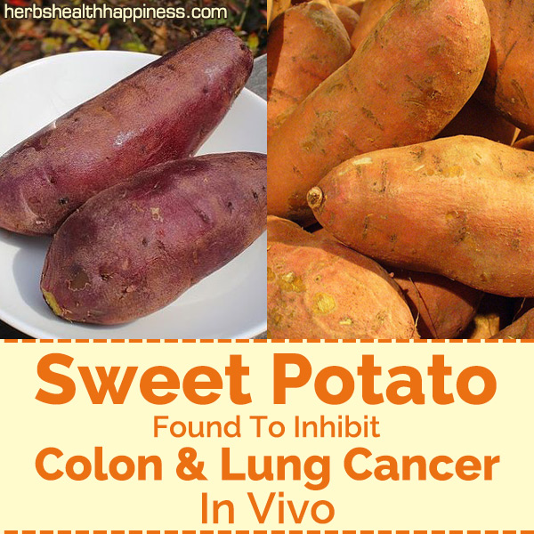 Sweet Potato Found To Inhibit Colon & Lung Cancer In Vivo