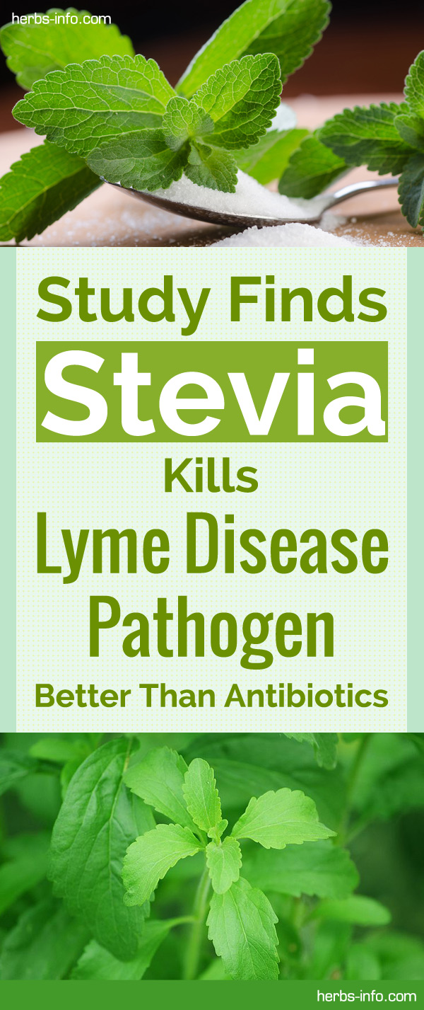Study Finds Stevia Kills Lyme Disease Pathogen Better Than Antibiotics