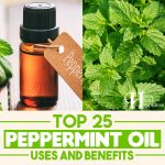 Top 25 Peppermint Oil Uses And Benefits
