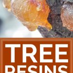 Tree Resins: An Amazing Yet Forgotten Natural Remedy