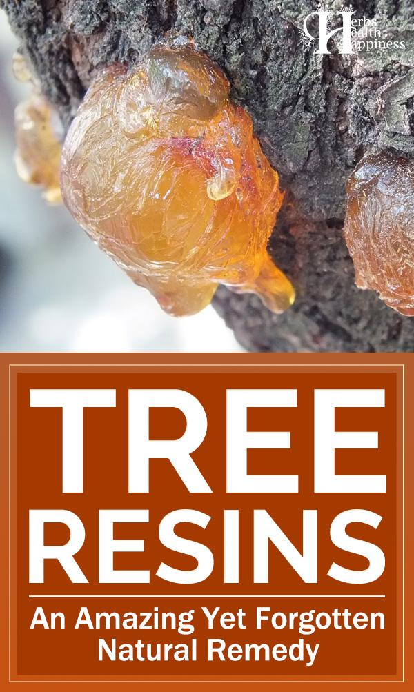 Tree Resins - An Amazing Yet Forgotten Natural Remedy