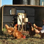 Exposure To Farm Animals Protects Farm Children From Asthma, Researchers Find