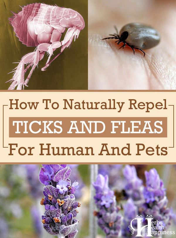 How To Naturally Repel Ticks And Fleas For Humans And Pets