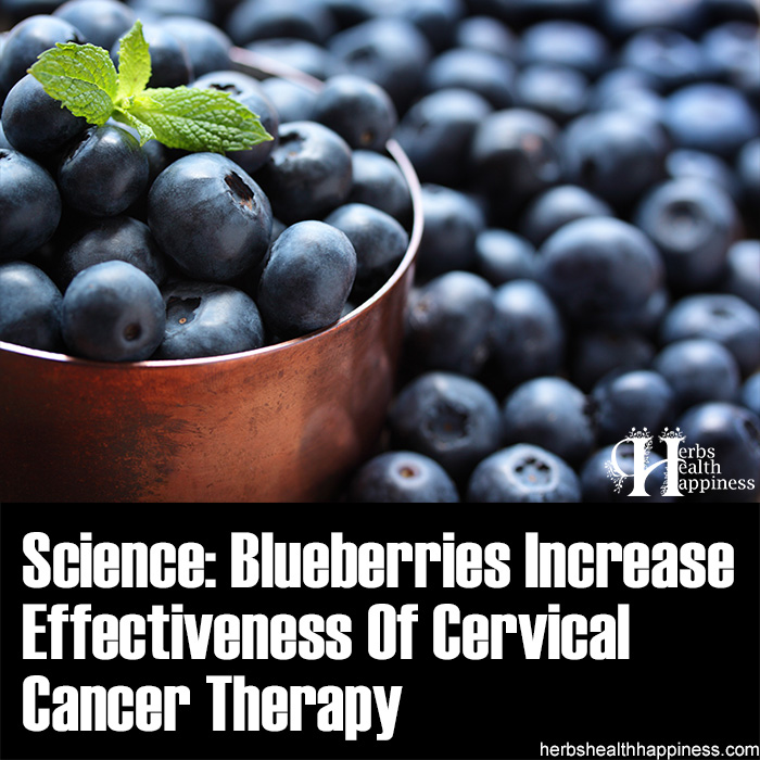 Science - Blueberries Demonstrated To Increase Effectiveness Of Cervical Cancer Therapy