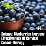 Science: Blueberries Demonstrated To Increase Effectiveness Of Cervical Cancer Therapy