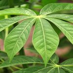 Study: 28,187 Plant Species Used As Medicines Throughout The World