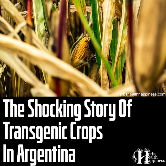 The Shocking Story Of Transgenic Crops In Argentina