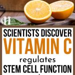Scientists Discover Vitamin C Regulates Stem Cell Function, Curbs Leukemia Development