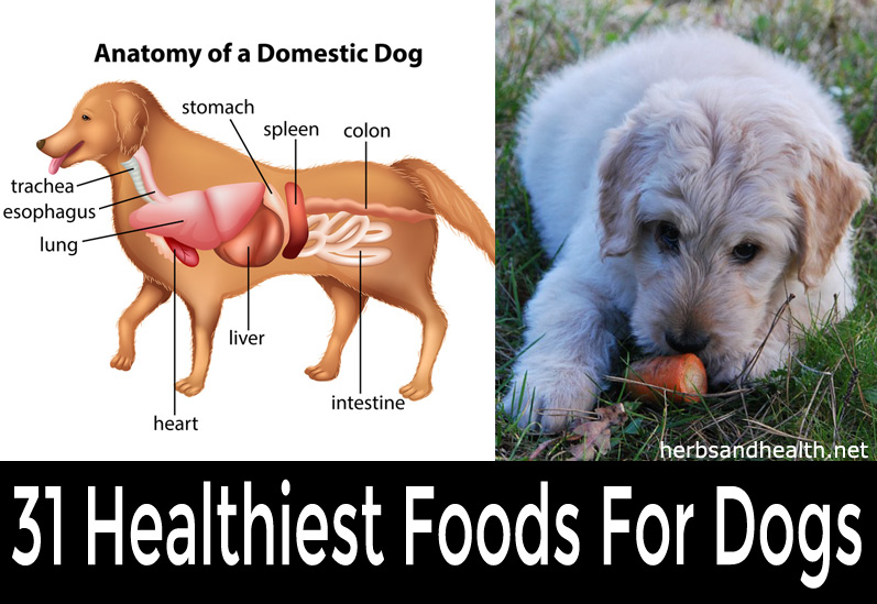 31 Healthiest Foods For Dogs