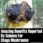 Amazing Benefits Reported By Science For Chaga Mushrooms
