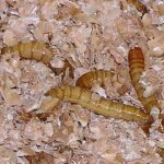 This Is Amazing: Mealworms Can Eat An All-Plastic Diet And Not Die