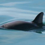 With Only 22 Or Less Vaquita Porpoises Remaining, Scientists Expect Total Extinction