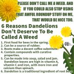 6 Reasons Dandelions Don’t Deserve To Be Called A Weed