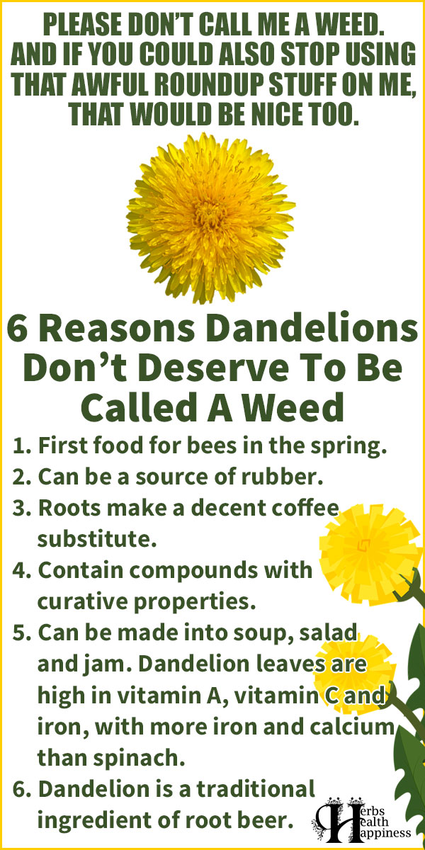 6 Reasons Dandelions Don't Deserve To Be Called A Weed
