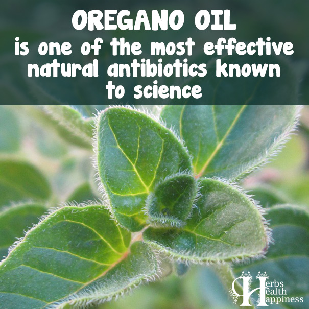 Oregano Oil Is One Of The Most Effective Natural Antibiotics