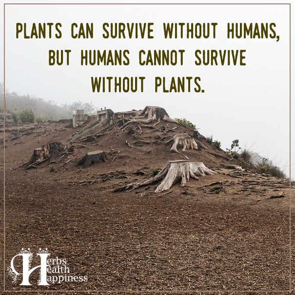 Plants Can Survive Without Humans, But Humans Cannot Survive Without Plants
