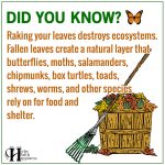 Raking Your Leaves Destroys Ecosystems