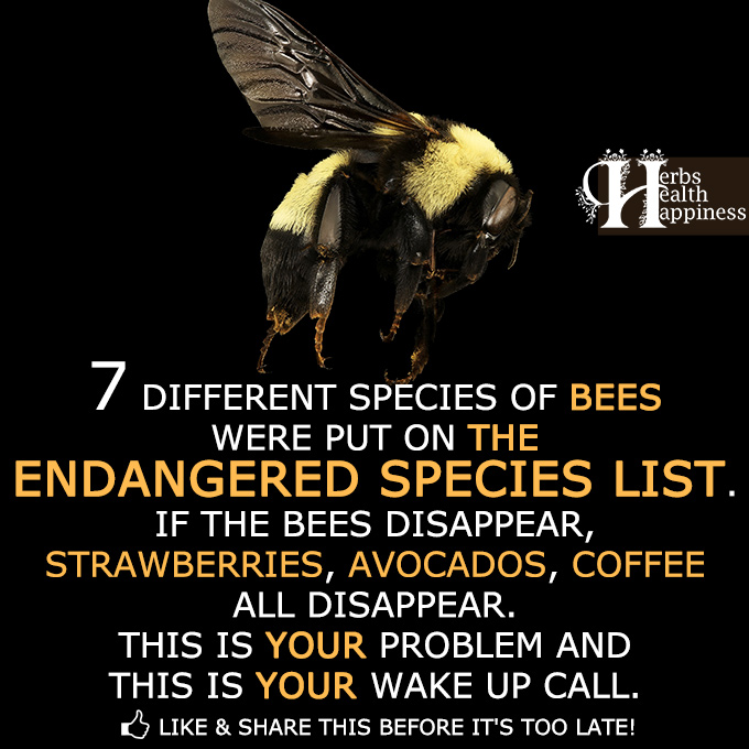 7 Different Species Of Bees