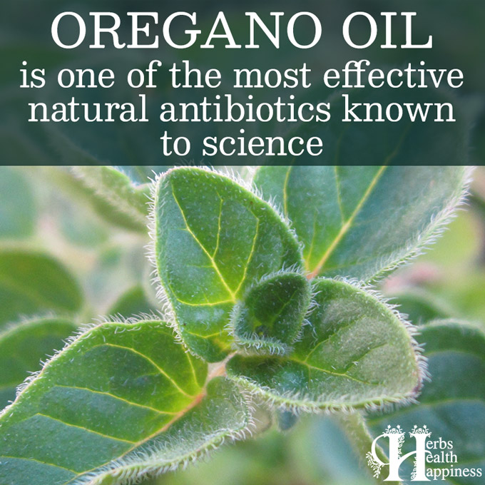Oregano Oil Is One Of The Most Effective Natural Antibiotics