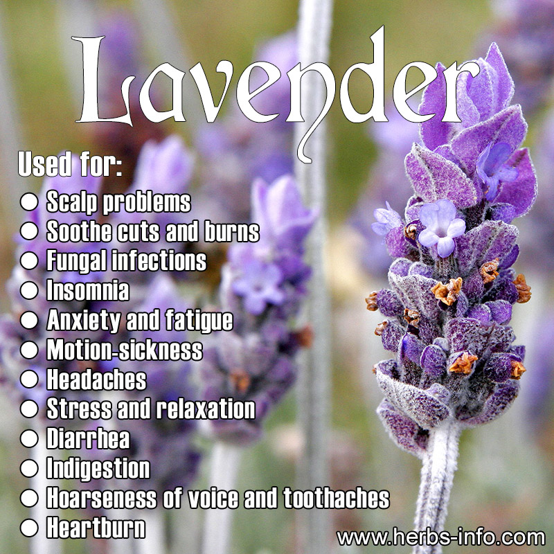 Lavender Uses