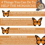 4 Things You Can Do To Help The Monarchs