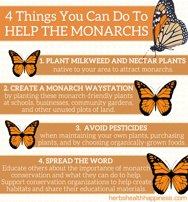 4 Things You Can Do To Help The Monarchs