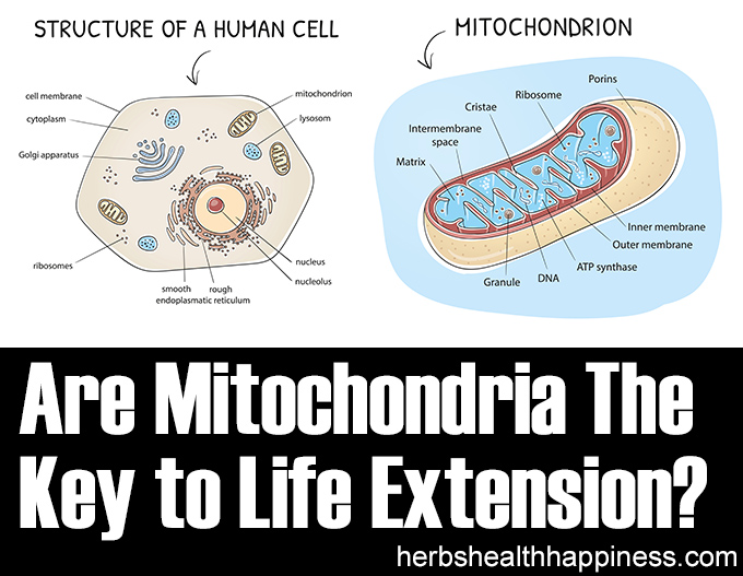 Are Mitochondria the Key To Life Extension