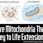 Are Mitochondria The Key To Life Extension?