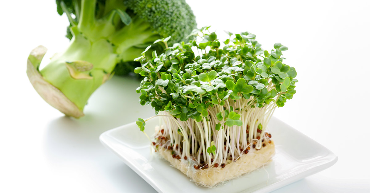 Broccoli Sprout Extract Found By USA Study To Control Blood Sugar Levels