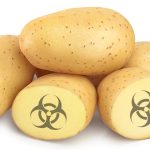 GMO Potato Creator Now Fears Its Impact on Human Health