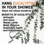 Hang Eucalyptus In Your Shower