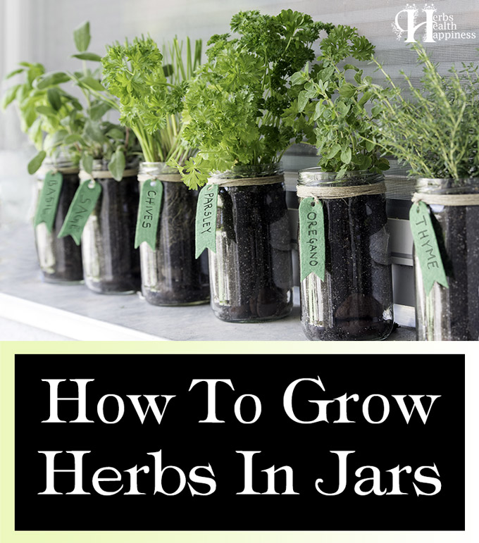 How To Grow Herbs In Jars