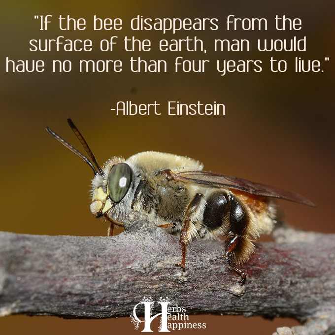 If The Bee Disappears From The Surface Of The Earth