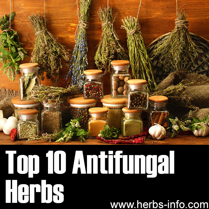 Top 10 Antifungal Herbs