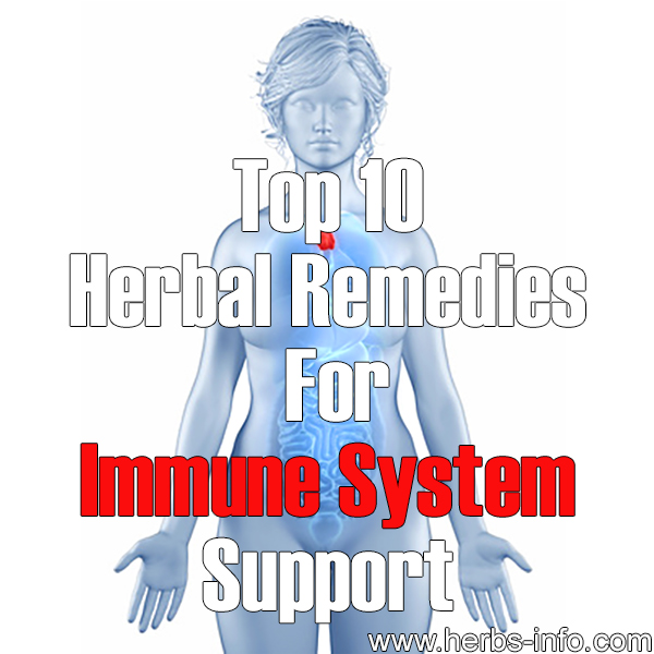 Top 10 Herbal Remedies For Immune System Support