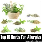 10 Herbs For Allergies