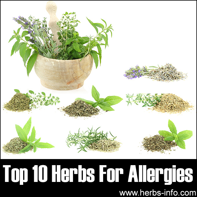 Top 10 Herbs For Allergies