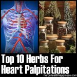 10 Herbs For Heart Palpitations