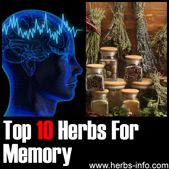 Top 10 Herbs For Memory
