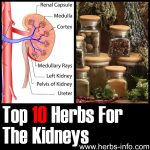 10 Herbs For The Kidneys