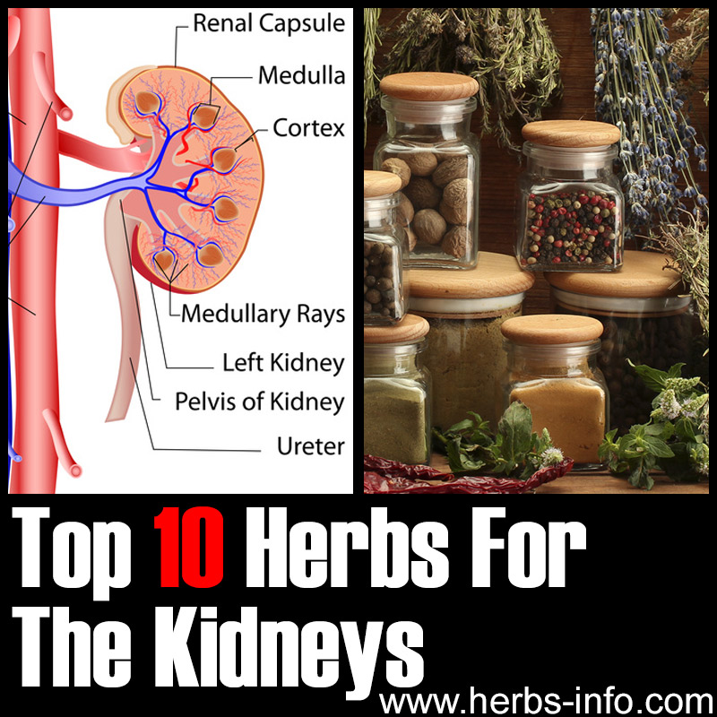 Top 10 Herbs For The Kidneys
