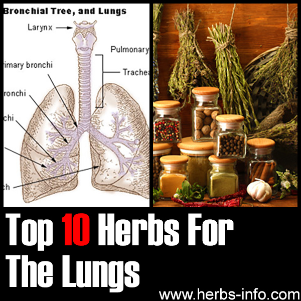 Top 10 Herbs For The Lungs