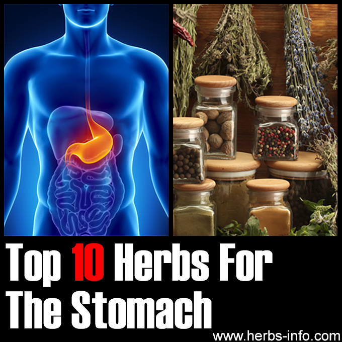 Top 10 Herbs For The Stomach