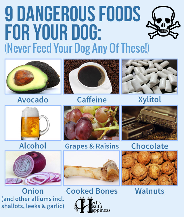 9 Dangerous Foods For Your Dog