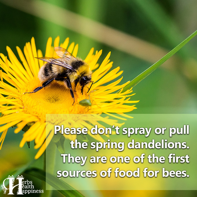 Don't Pull The Spring Dandelions