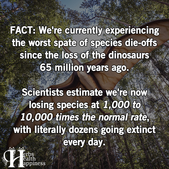 Fact - We Are Currently Experiencing The Worst Spate Of Species Die-Offs